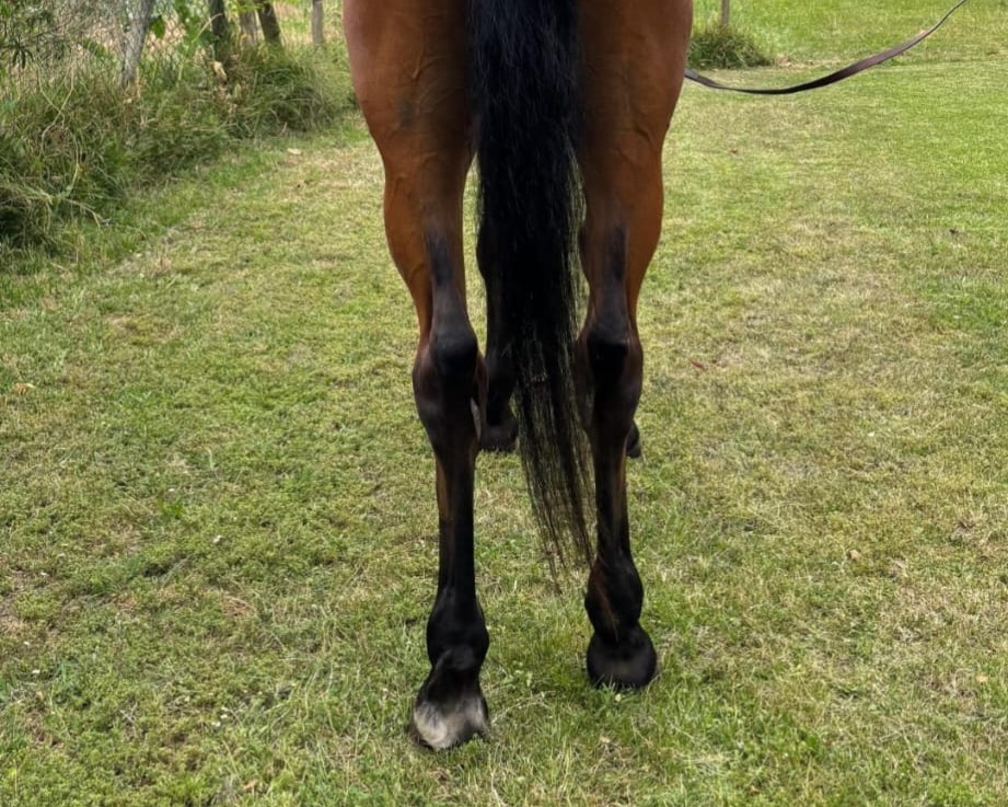 horse